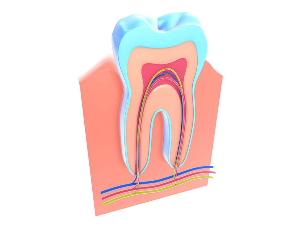 A colorful anatomical illustration of a tooth, displaying enamel, dentin, pulp, nerves, and blood vessels inside.